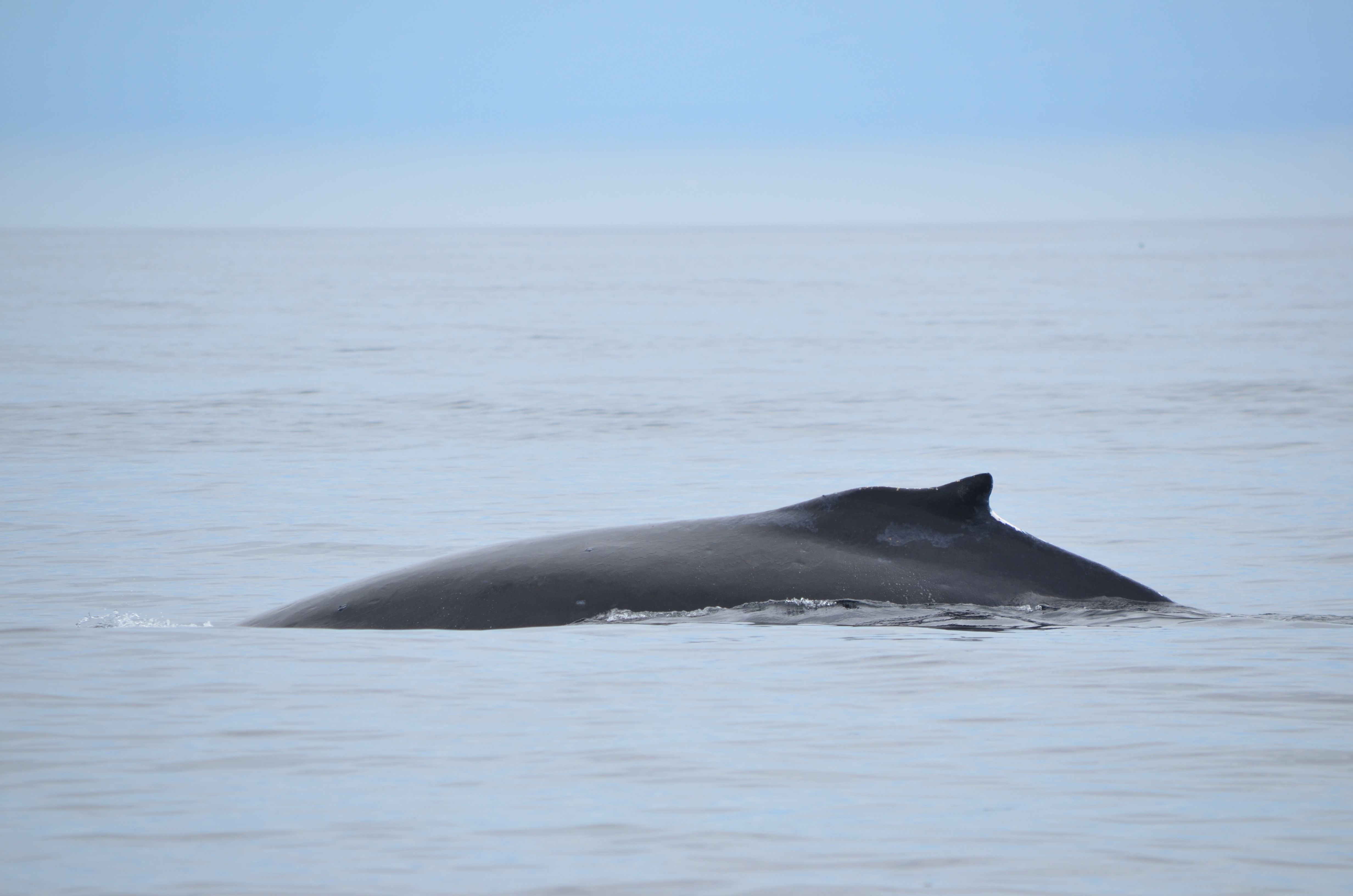 photos/wildlife/Mammal_Species/Humpback Whale/DSC_0108.JPG